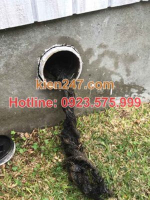 Nguyên Nhân Tắc Cống Đặc Thù Tại Huyện Thanh Oai
