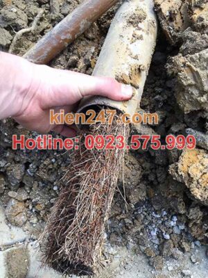 Nguyên nhân thường gặp gây tắc cống tại Ba Vì